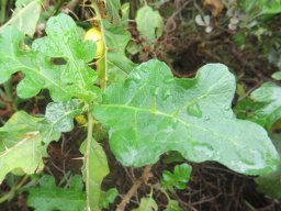 Solanum linnaeanum leaf lobes sometimes shallow